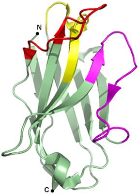 Nanobody Technology: A Versatile Toolkit for Microscopic Imaging, Protein–Protein Interaction Analysis, and Protein Function Exploration